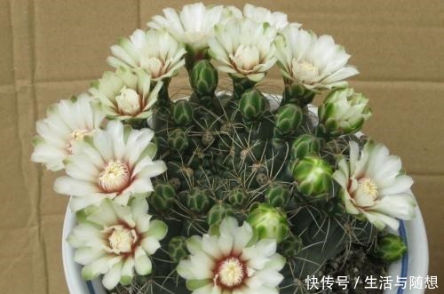 这2种仙人掌“爱开花”,一开一大片,比蟹爪兰还美!