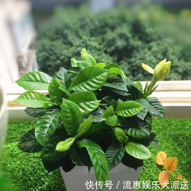温湿度|封闭的阳台养花有妙招,养护一年的文竹怎么发新芽