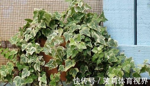 橡皮树|客厅摆什么盆栽植物好？选择这些准没错！既好看又好养，还能旺财