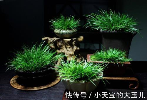 这五种盆栽,除了第二种,其他的大多数花友都没养过