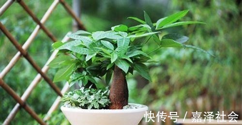 养花|养花“饿着”养,浇水别勤快,新芽反而长得多,这5种花就这样养