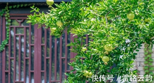 院子里种4种树,注意辨别“公母”,选错了只开花不结果