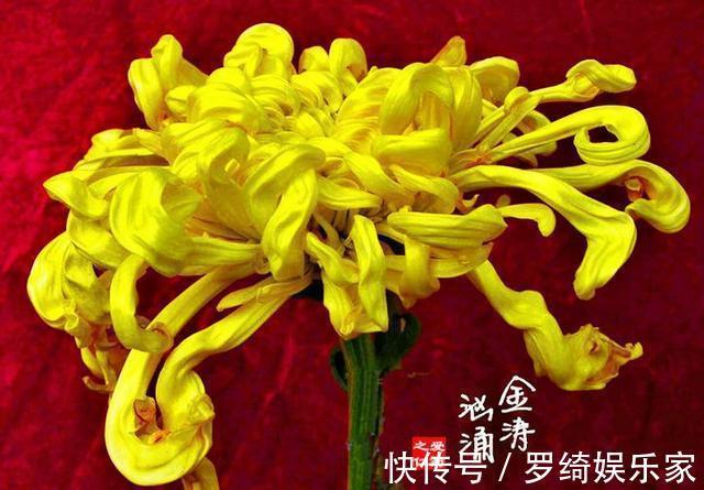 惠然|喜欢菊花，不如养“珍稀名菊”金涛汹涌，花开高贵典雅，花型丰满