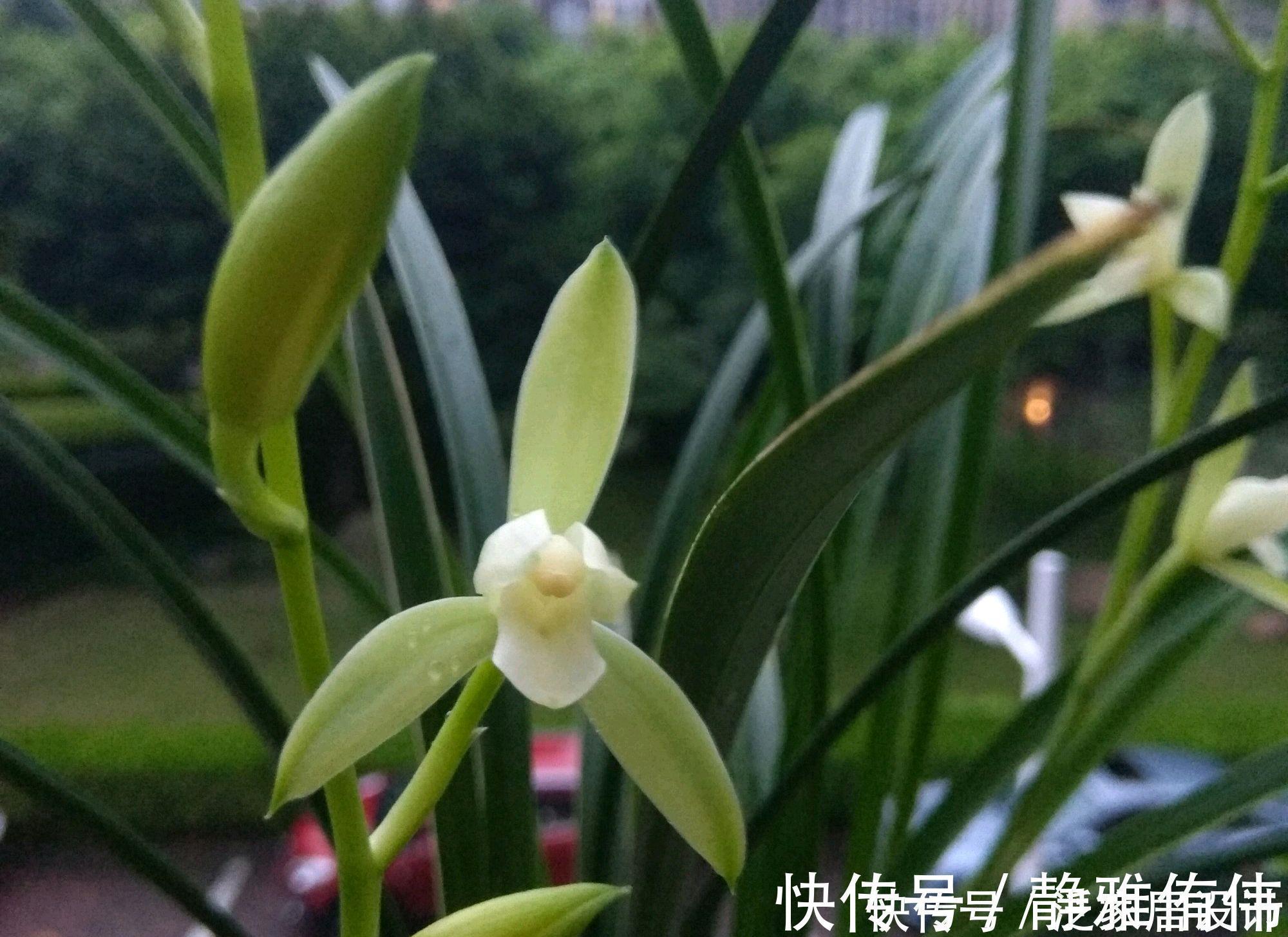 停歇|金边建兰为什么一直发芽不会开花?分盆换房子,花开不停歇