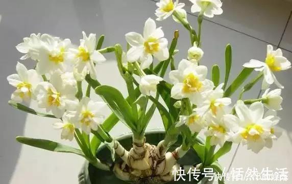 几种很耐寒的花,在冬天依旧开花美艳