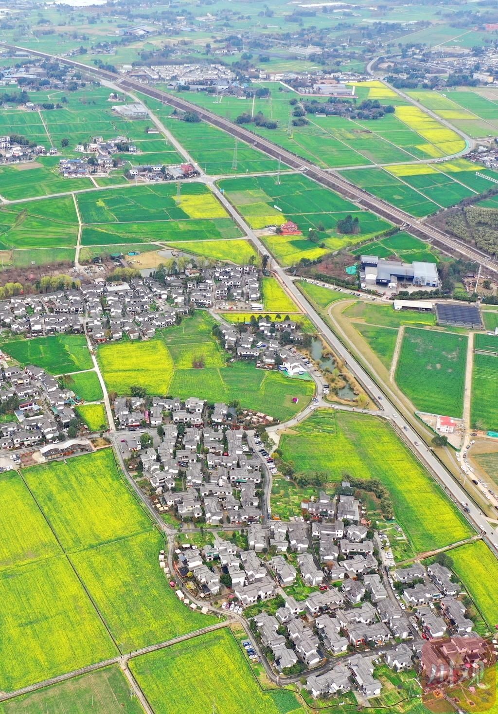 老年|组图丨崇州万亩油菜花开 田园春色美如画