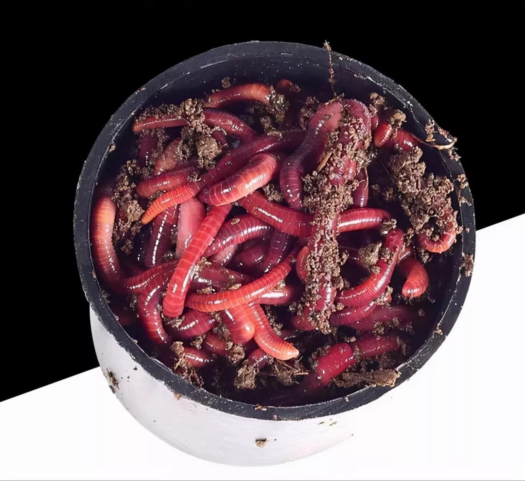 钓友|冬季钓鲫鱼什么饵料好?这3种饵料试试看,冬季钓鲫鱼效果不错