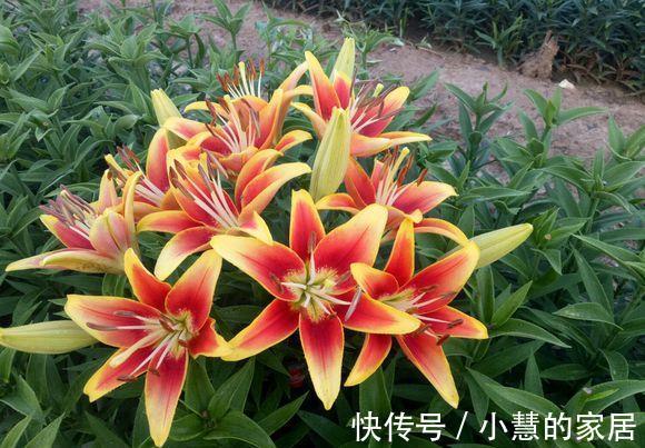 贝拉|家里有院子，建议养这5种花，高级的私家花园至少养一种