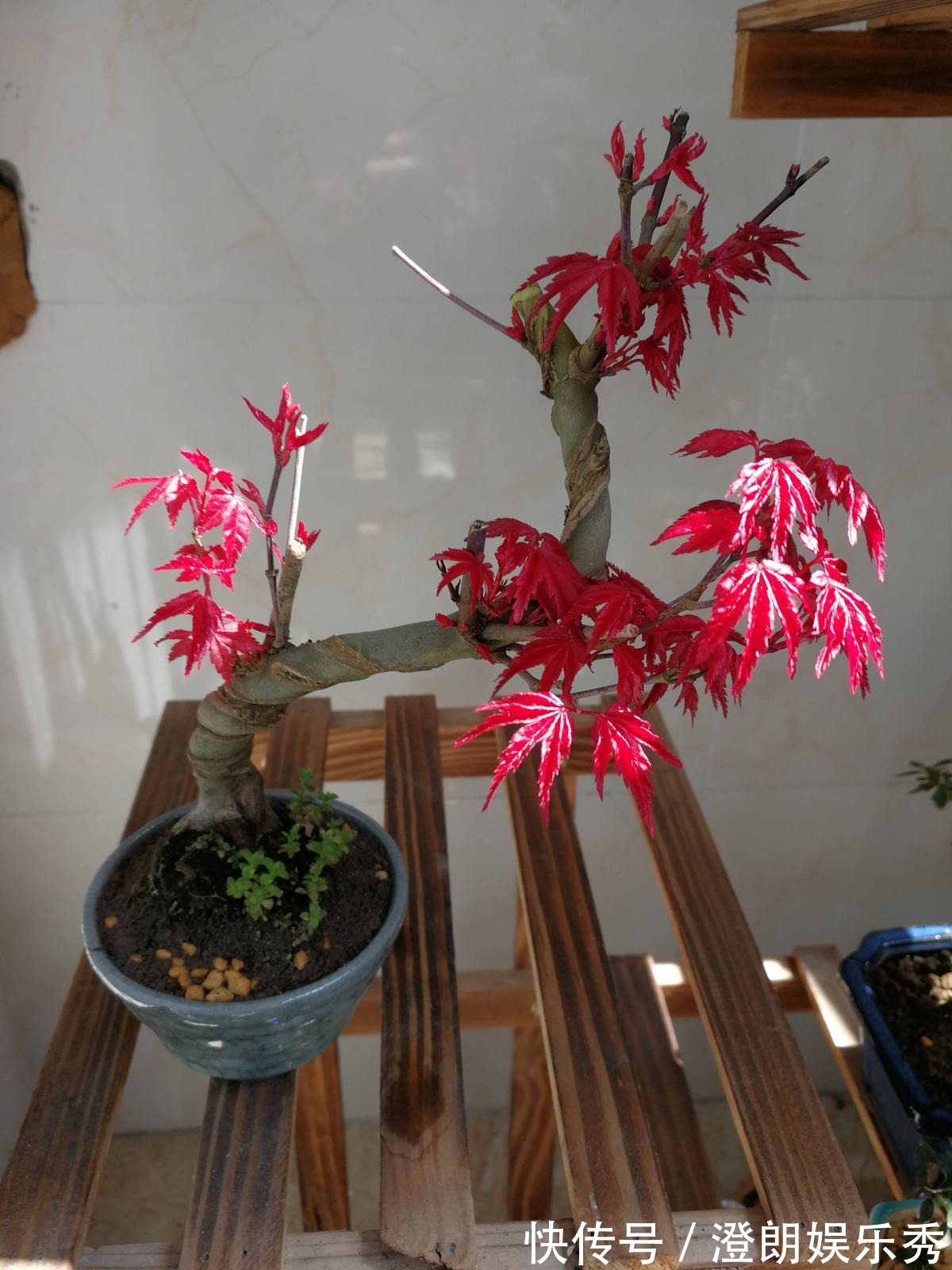 8种“中国红”年宵花,养在家里添喜气,红红火火好运来