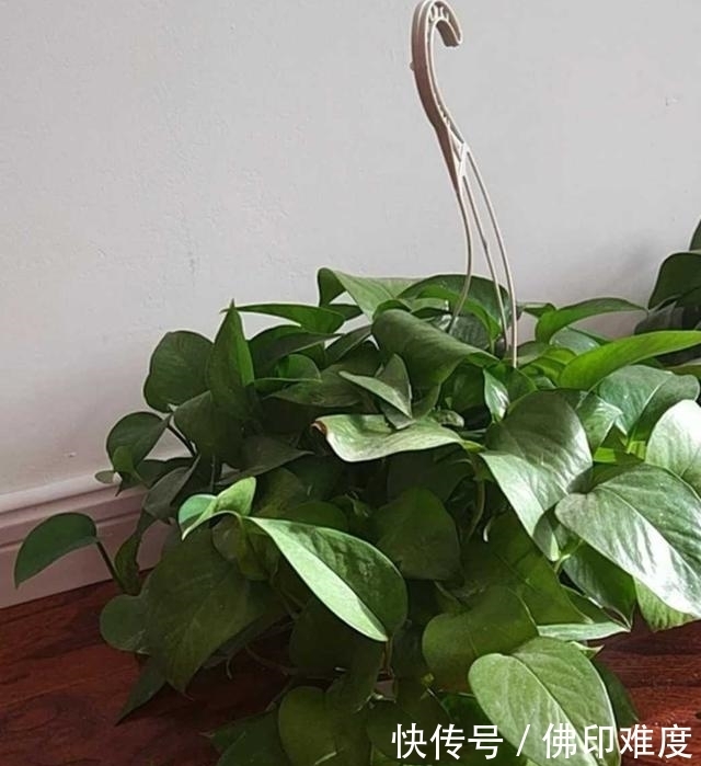 绿萝浇水技巧,学会了就不怕养不好绿萝了