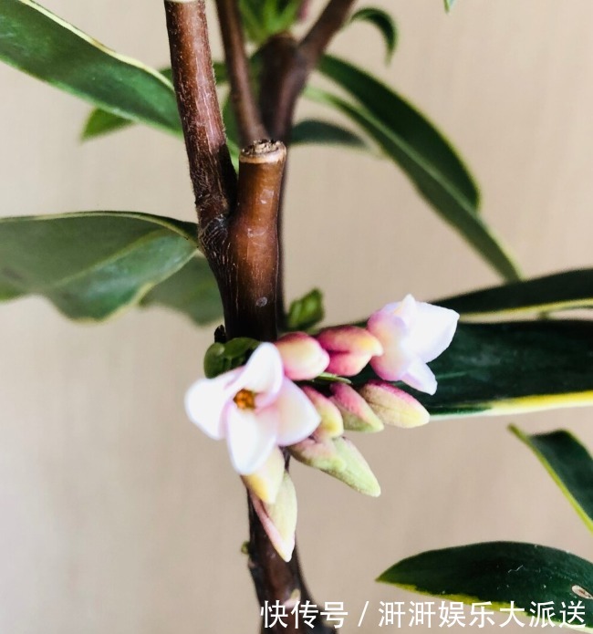 香味|喜欢养芳香花卉的人，客厅只养一盆“夺香花”，好闻又大气