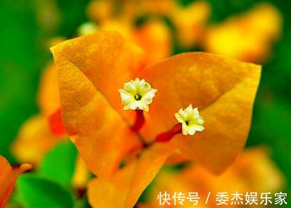 喜欢三角梅,就养盆“珍稀名品”柠檬黄三角梅,花开艳丽妖娆