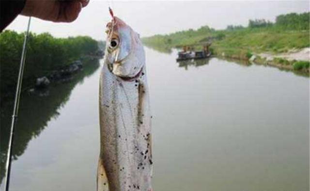 “米级翘嘴”的懒人钓法,没钓过大翘嘴,试试民间这些“土方法”