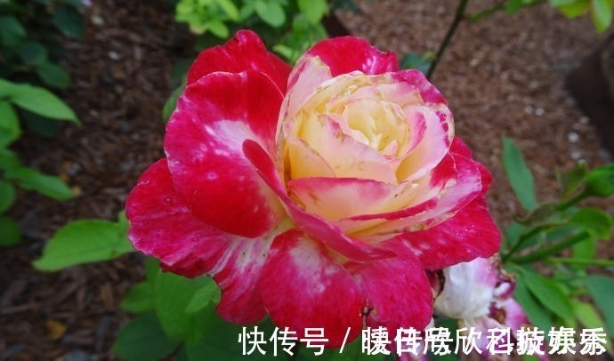 喜欢菊花,不如养盆“玫瑰珍品”大红喜玫瑰,花姿红艳,艳丽动人