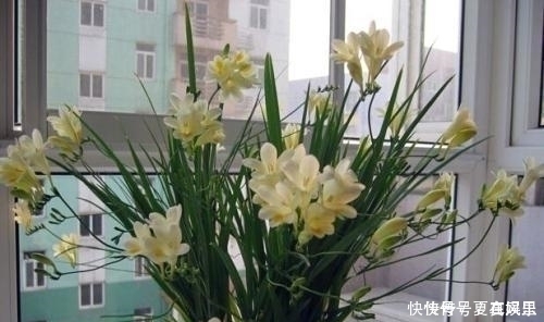 花朵|养花多年才知道的真相,这种花朵不能见光,否则会死得很惨!