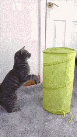 |搞笑GIF:朋友总让我来这看看,我也不知道什么意思