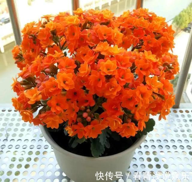 客厅|客厅最旺宅的6种花,一种比一种好养,一棵比一棵好看