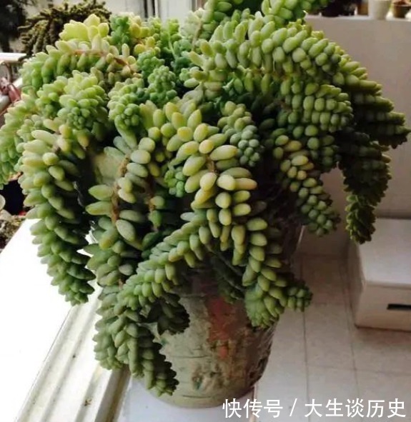 多肉玉缀又徒又绿该怎么办满足这些条件,盆栽马上变漂亮!