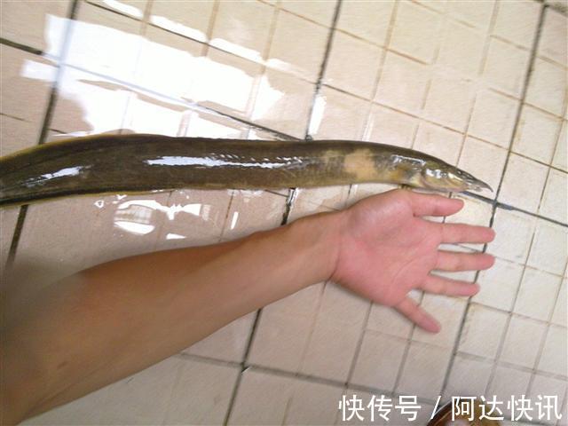 渔翁|潮州东溪河“巨型刺鳅王”被钓起,钓鱼反馈:太大了,不敢吃