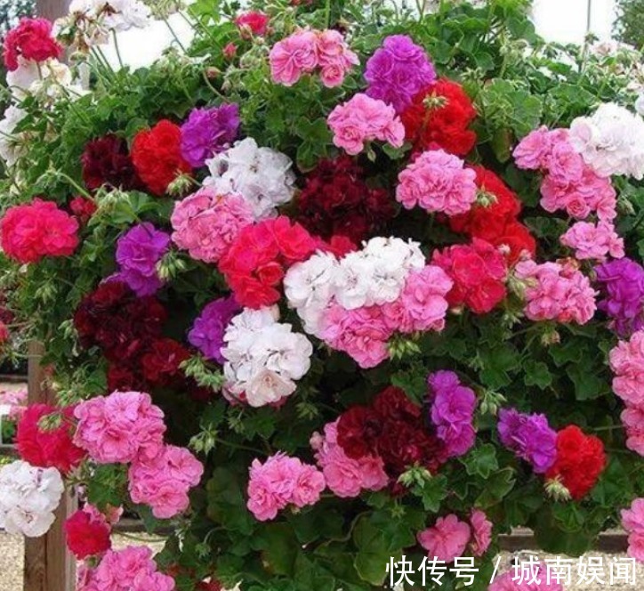 家里养上“3种花”，直接变成“百花园”，高雅艳丽，美不胜收！