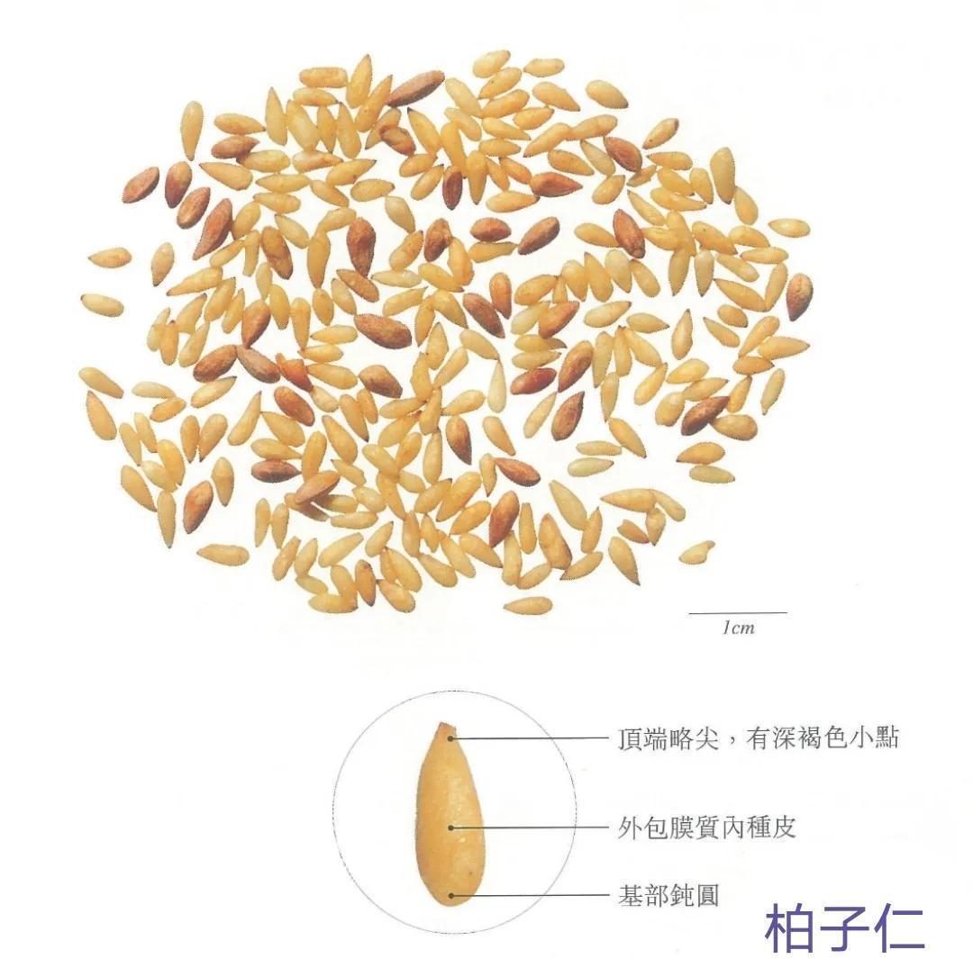 本草分经|中药古今研究：柏子仁