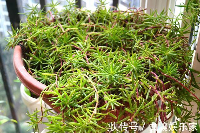 太阳花怎么扦插教你“1招”，7天生根，10天开花，秋季扦插刚好