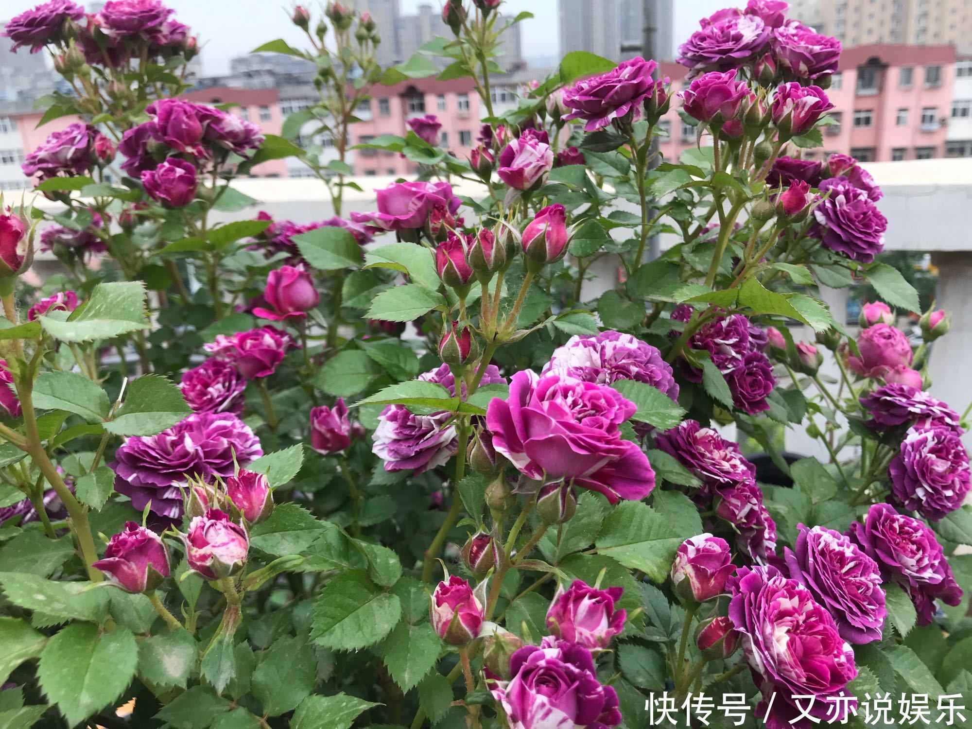 叶蜂|月季长了“土豆根”还能活吗植物癌症不是你想救就能救