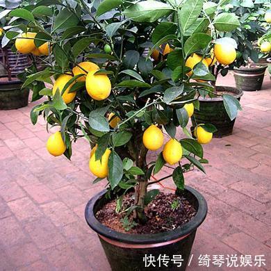 这3种适合在家里种的水果盆栽，你知道吗