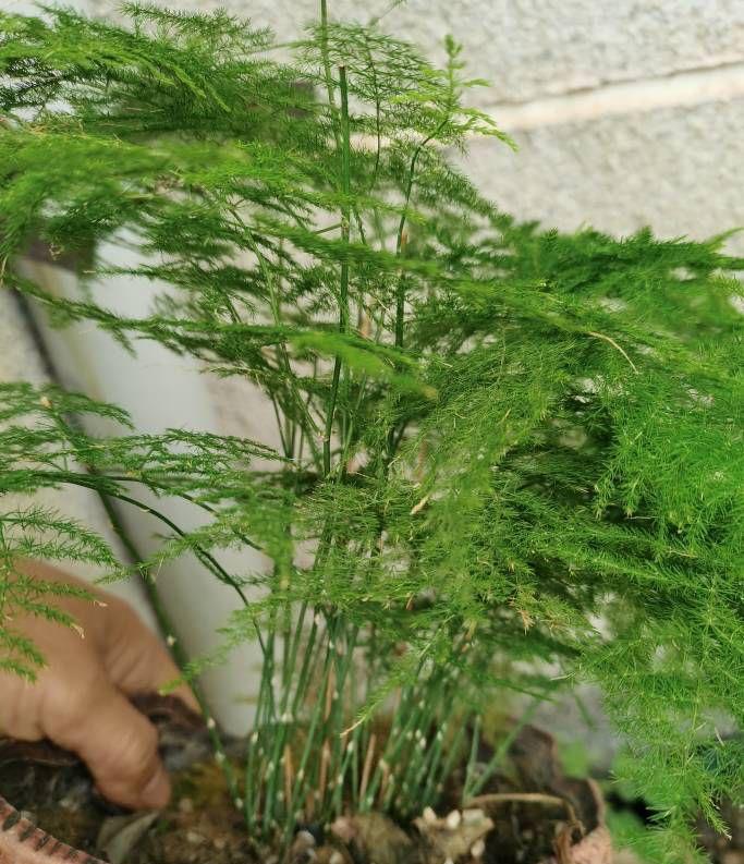 发黄|养好文竹,有3点很重要,叶子清新翠绿,枝叶繁茂