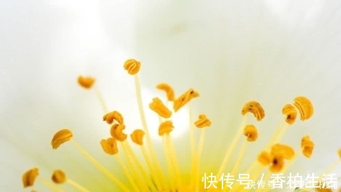 银耳|有白头发别急着去染,教你几个食疗方,白头发轻松黑回来