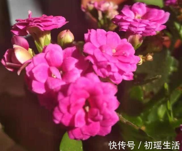 养长寿花容易犯4个错误,难怪不生长也不开花