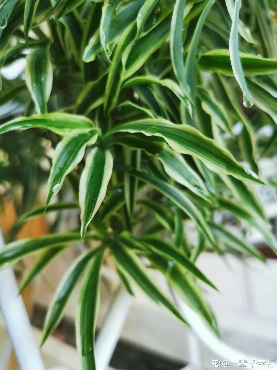 龟背竹是“吸废气”高手,家里放一盆,门窗紧闭也能空气清新!