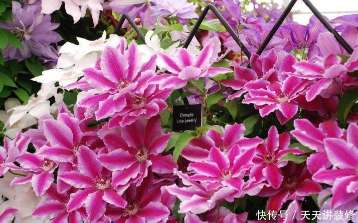 家里养上4种花，比牡丹还美，花香优雅，迷倒人！