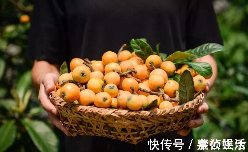 多汁|干咳的人多吃枇杷,买时别在意大小,记住4点,核小肉多汁水足