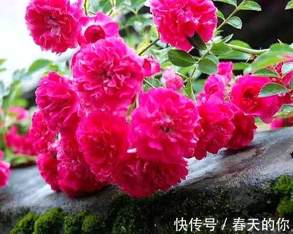 此花一家养，左邻右舍三家香，比桂花、茉莉、玫瑰还香！