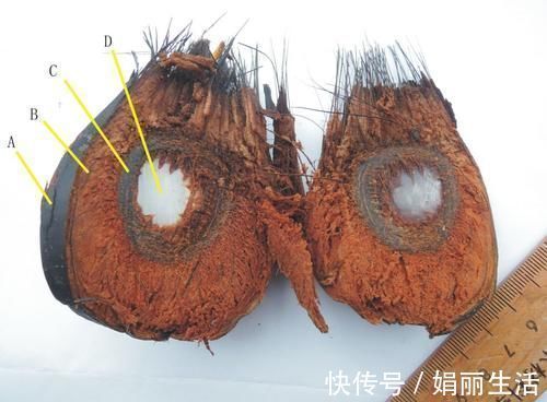 又一外来物种,国内被吃成保护植物,想吃只能出国去吃了!