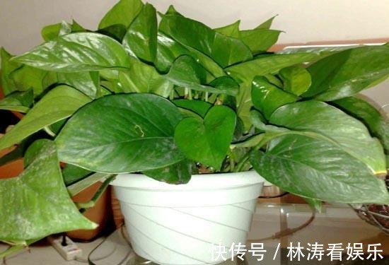 浇水|绿萝也要补营养，浇水的时候加一点，叶子不黄有精神！