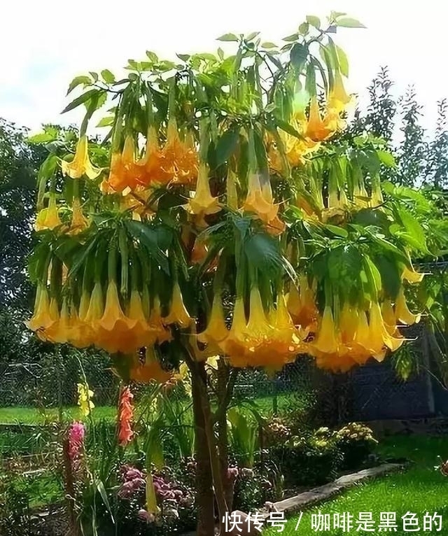 奇花|奇花、奇花、奇花、罕见奇花,赶快打开欣赏吧