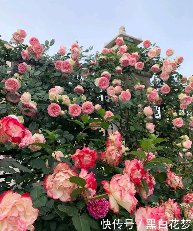 养护|有院子一定要养的“3种花”，花多花大又好看好养，美成一幅画