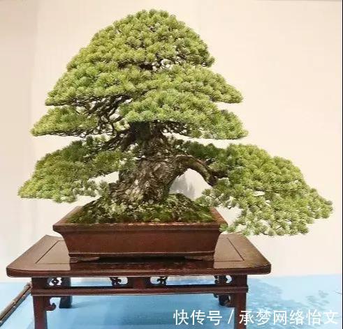 重点|什么算的上是好盆景学会看芯,芯是盆景的重点