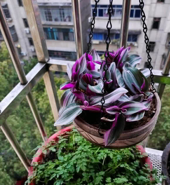 浇水有窍门,有些水能浇花,有些不能浇,分清楚,养花更轻松