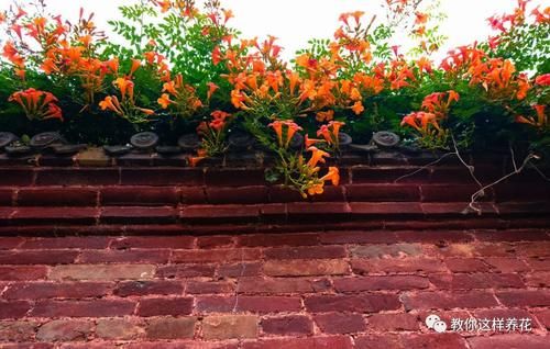 花墙|4种“爬藤花”,容易成花墙,种在阳台院子里太好看了!