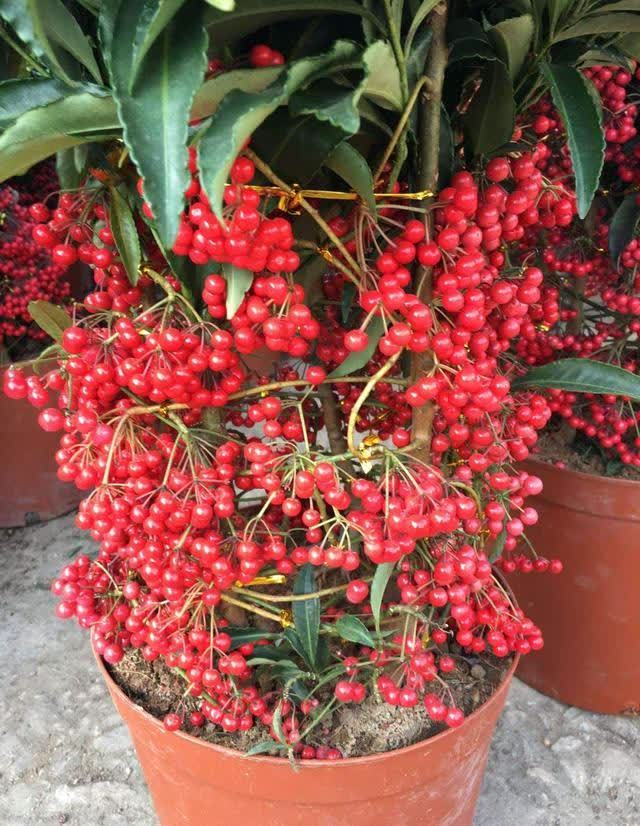 发现一种自带“贵气”的花,家里养一盆,红红火火,那叫一个喜庆