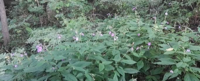 这种能续筋接骨的草药,长在路边,竟无人认得,中医,真的式微了