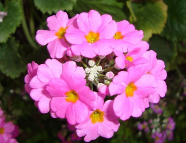 养花,不妨养这四款花,一养就“花开满盆”,漂亮又好养活!