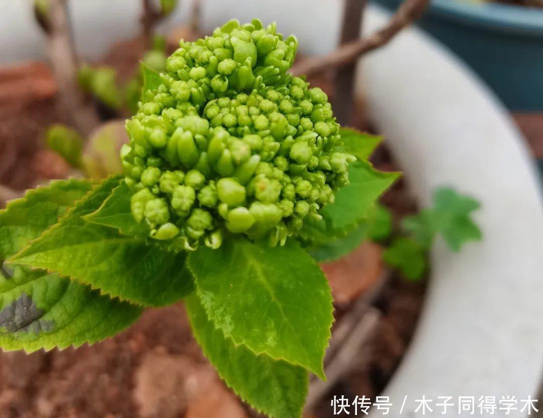 马上进入花期的花,10天一次肥,下个月就开花