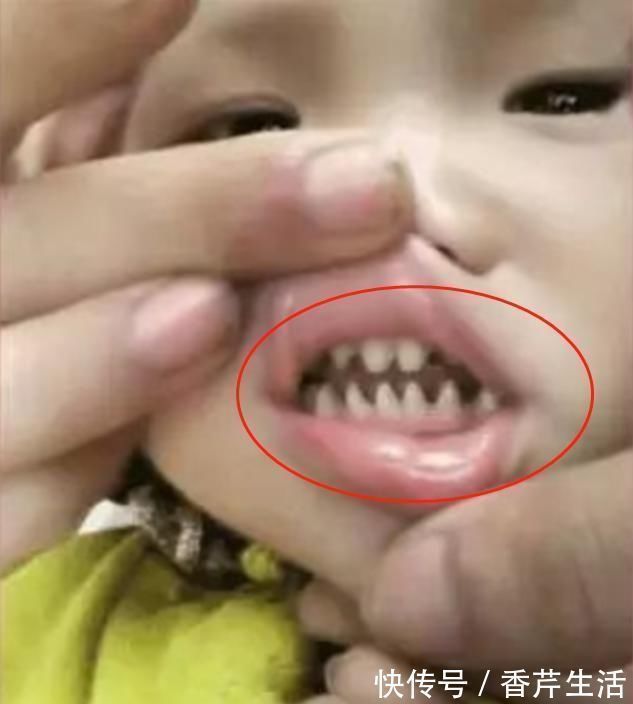 乳牙|捕到巨型石斑鱼,一条就顶人家一箩筐,渔民开心的一天