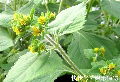 风湿性关节炎|农村长的“粘糊菜”，专治风湿关节炎，多数人都不了解