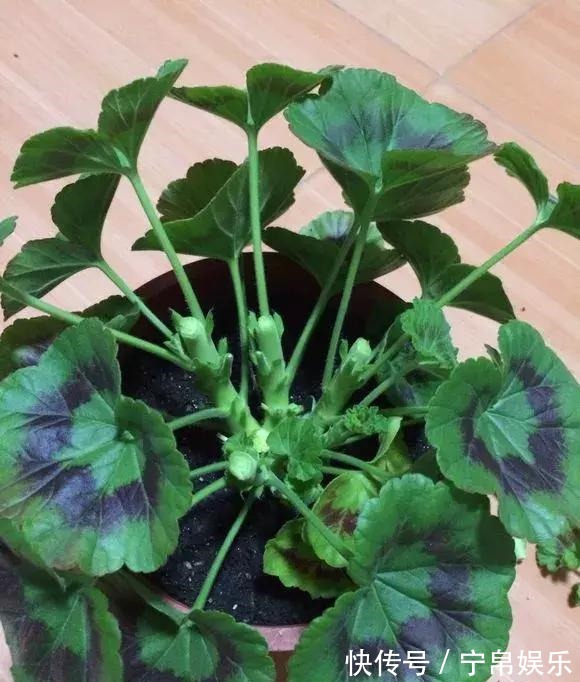 德利|1种花“人人爱”,耐旱好养,新手也能花开成球,一开300天!