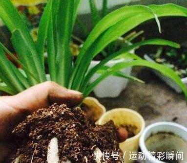 土壤板结怎么办，教你5招小技巧，土壤疏松透气根系健壮